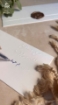 Picture of Envelopes مع بالغ تقديري  (pack of 6)- (18cm * 8 cm)-ختم ألف مبروك
